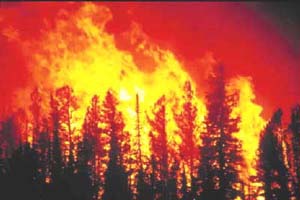 Wildfire Wildfire