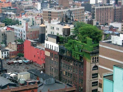 Green Roof Green Roof
