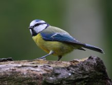 Blue Tit Blue Tit