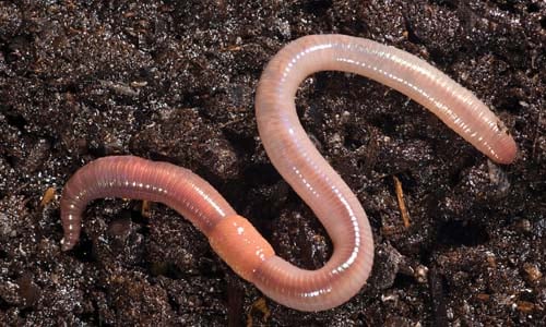Earthworm.jpg Earthworm.jpg