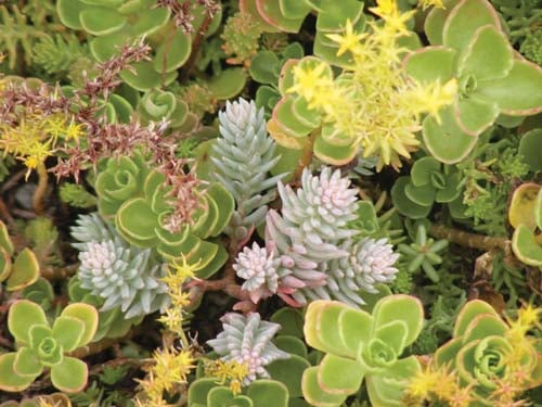 Plants for a Green Roof Plants for a Green Roof