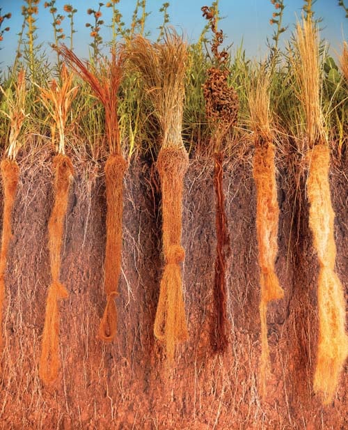 Prairie grass roots Prairie grass roots