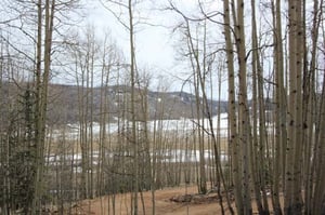 thinning to prevent spread of wildfire thinning to prevent spread of wildfire