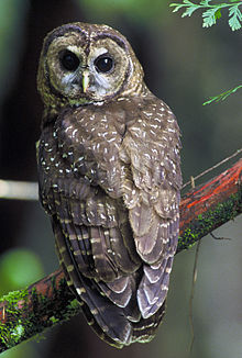 Spotted Owl Spotted Owl