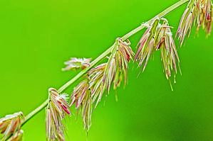 Side-Oats Grama by Tom Potterfield Side-Oats Grama by Tom Potterfield