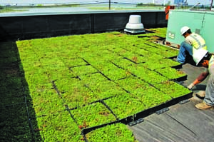 green roof green roof