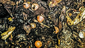 Compost Philip Cohen Compost Philip Cohen