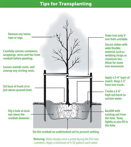  tips for transplanting