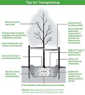 tips for transplanting tips for transplanting