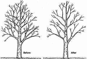 Rules of Thumb for Pruning