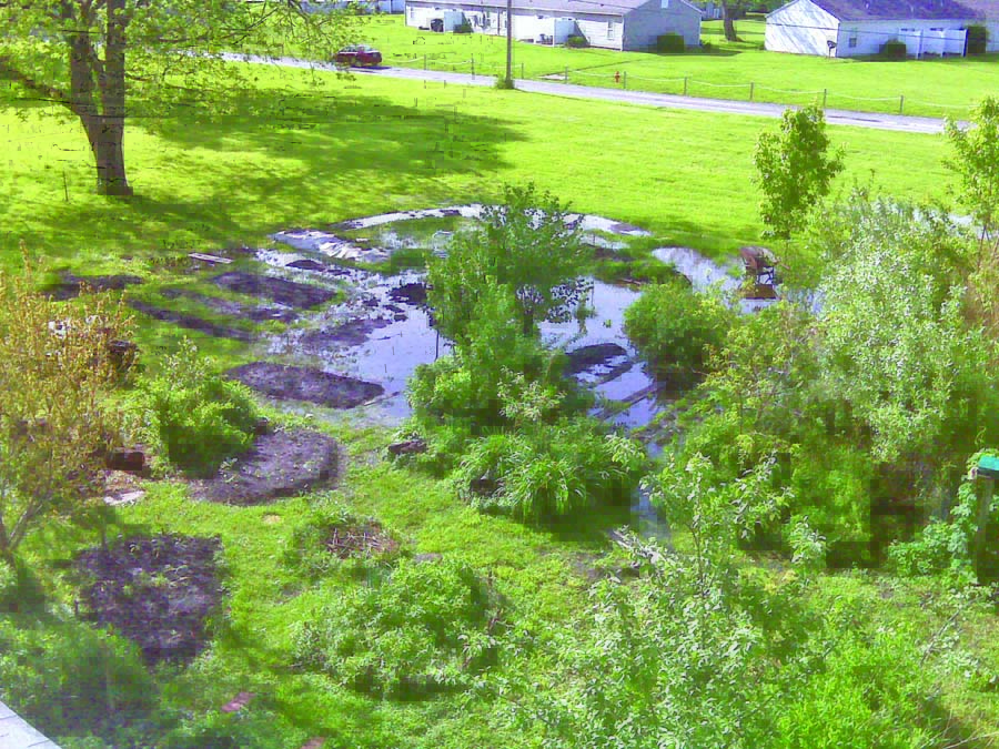 Landscaping in Soggy Spots