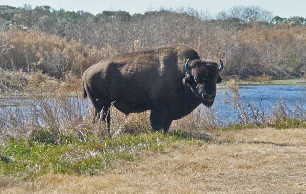 Celestia Bison