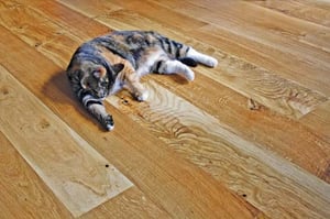 Zena cat on floor 300-web