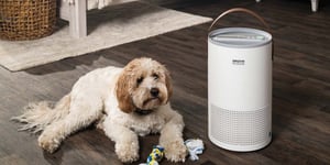 Healthy Home: Clearing the Air