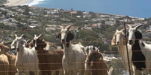 Laguna Beach: Goats Vs. Wildfires