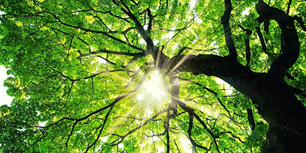 AdobeStock_270426348 tree