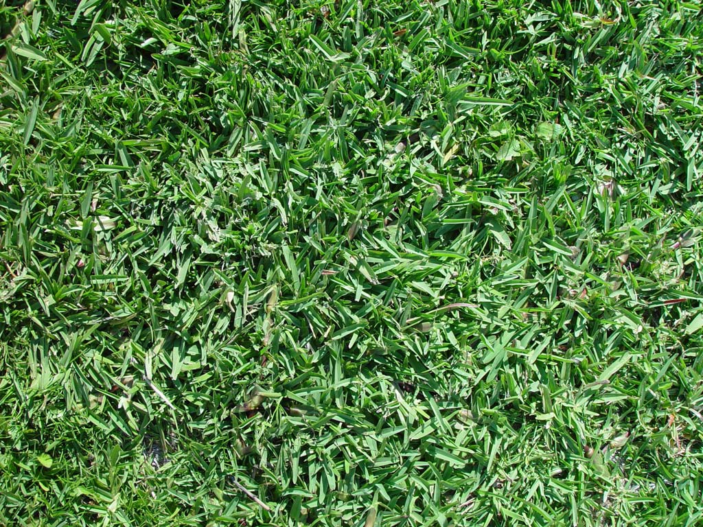 buffalo-grass-lg