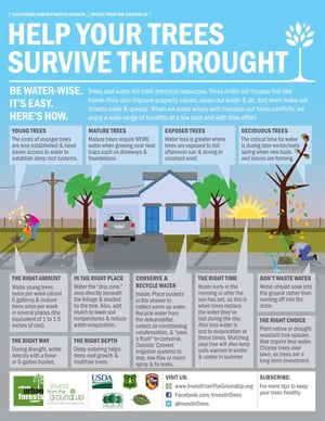 Managing Trees During Droughts