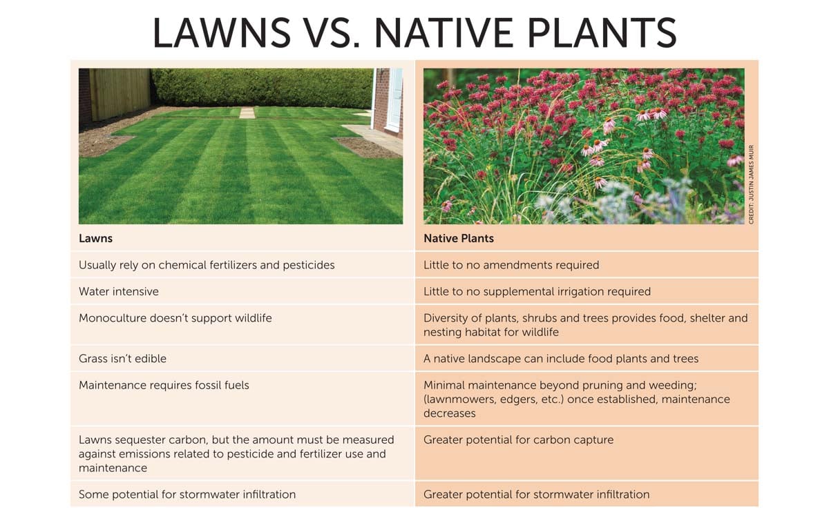 Lawns versus Native Plants