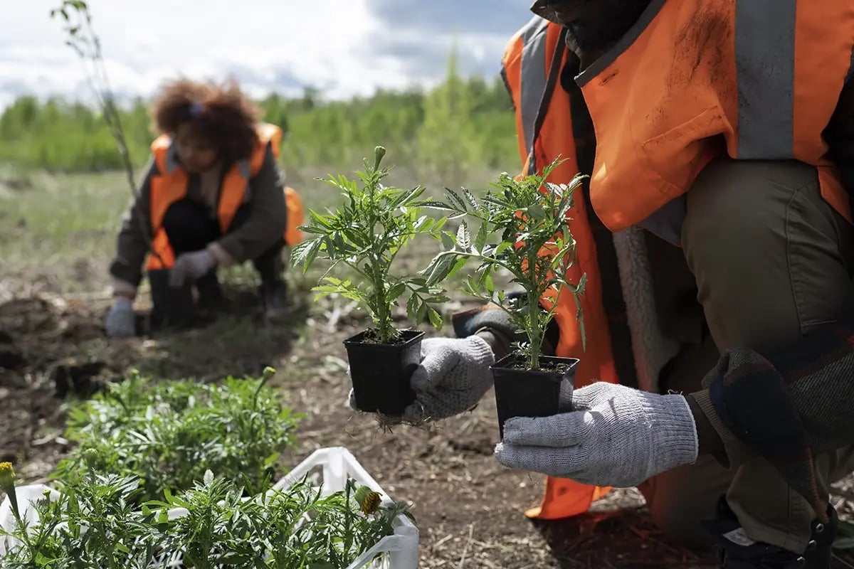 reforestation-done-by-voluntary-group