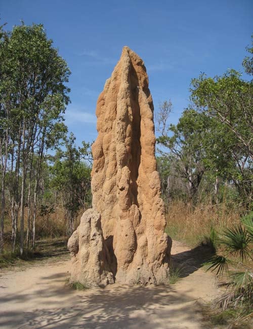 Cathedral_Termite_Mound_-_brewbooks
