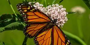 Climate Change to Kill Half of All Species by 2050