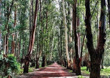 Eucalyptus_450x320.jpg Eucalyptus_450x320.jpg