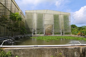 Vertical Farming Offers Solutions to Food Scarcity in Singapore