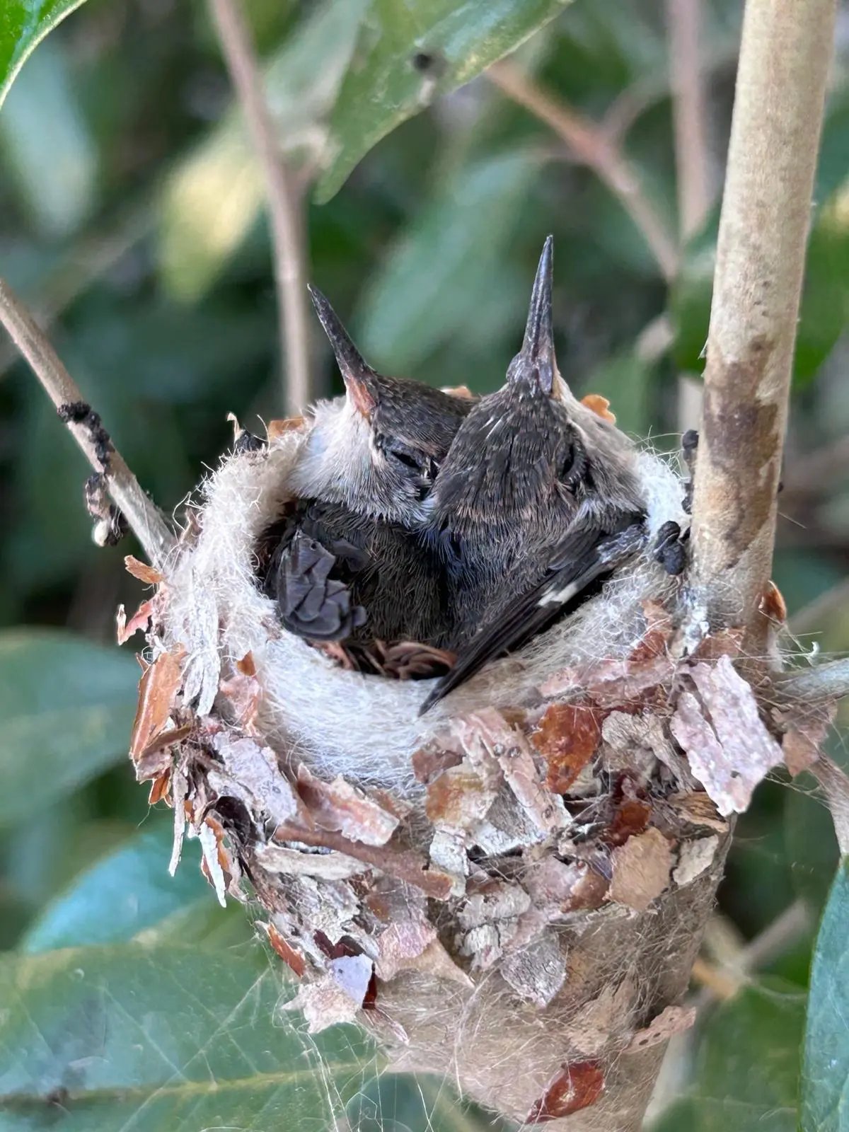 Hummingbird babies at The Strand
