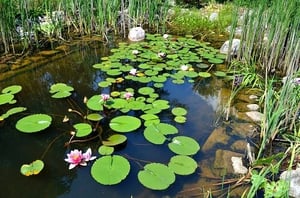 Don’t Add Beneficial Bacteria to Your Pond