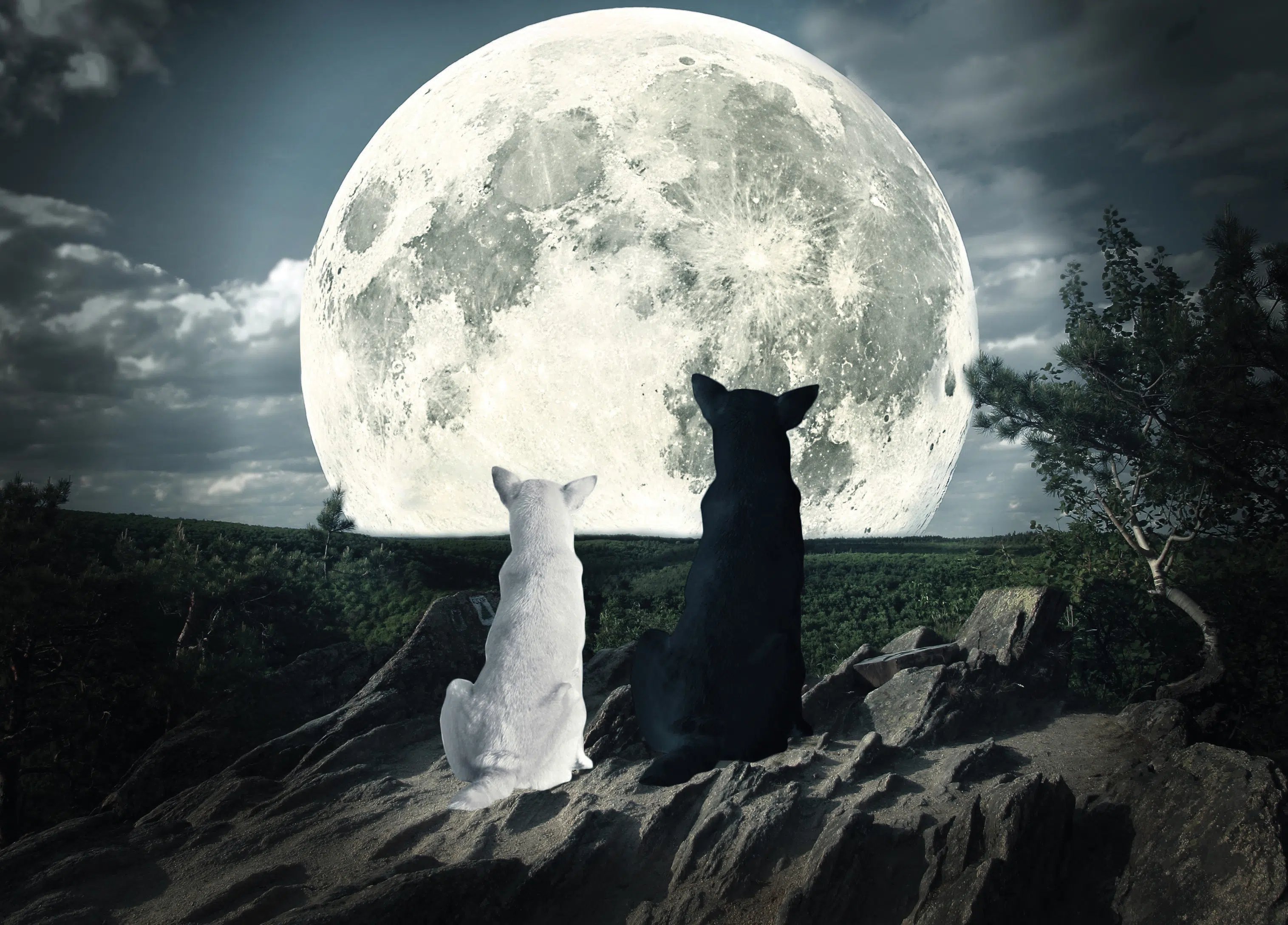 Lets Feed the Right Wolf