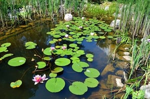 Don’t Add Beneficial Bacteria to Your Pond