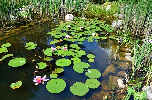 Natural pond with no pumps, filters