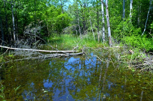 native pond #1 (2).jpg