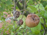 rotten apples rotten apples