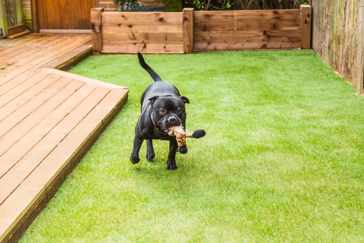 dog playing in yard iStock-649881466