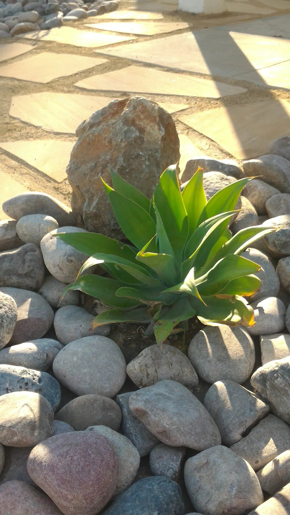 succulent iStock-485012170