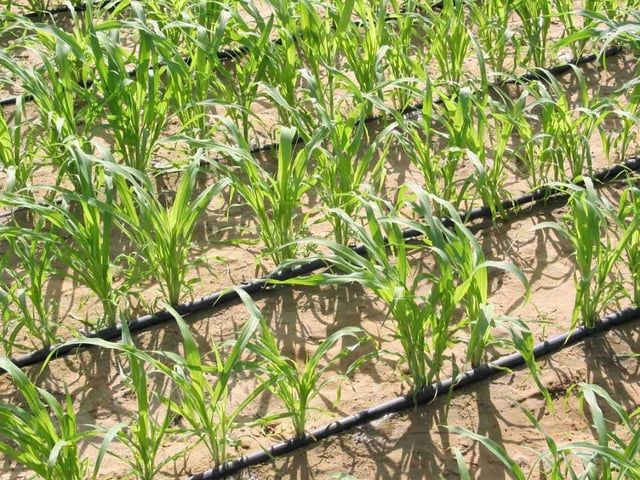 drip_irrigation_blues.jpg drip_irrigation_blues.jpg