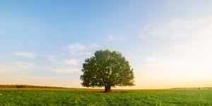 “Tree Talk” Webinar Addresses How Sustainability Can Be Affordable