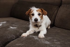 How to Clean Pet Fur in Your House