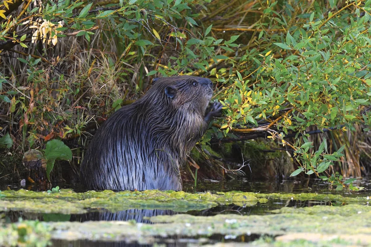 Beaver - Larry Lamsa