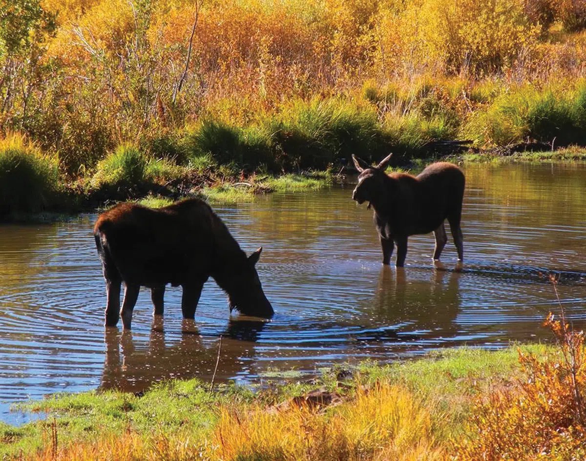 Mariposa - Mama and baby moose Use this one
