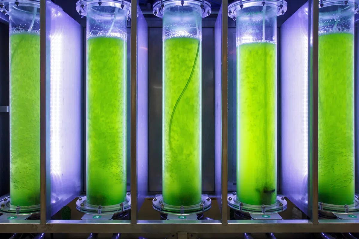 algae power generation