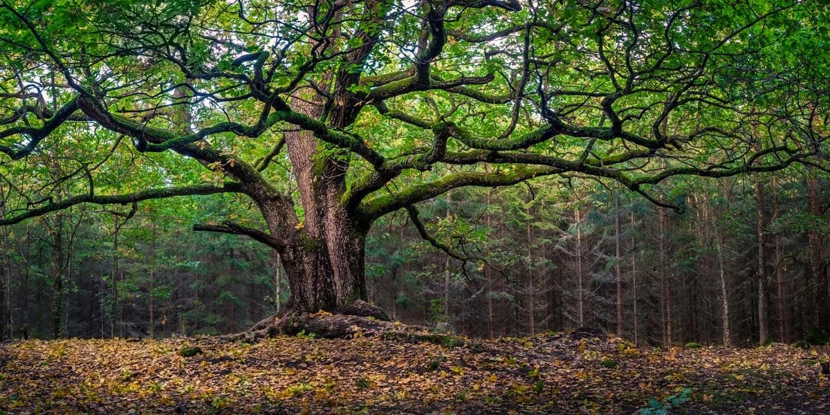 majestic tree featured