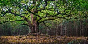 Landscaping with Trees