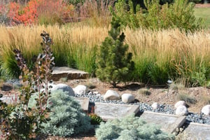 Transitioning from a Water-Consuming to a Xeriscaped Yard