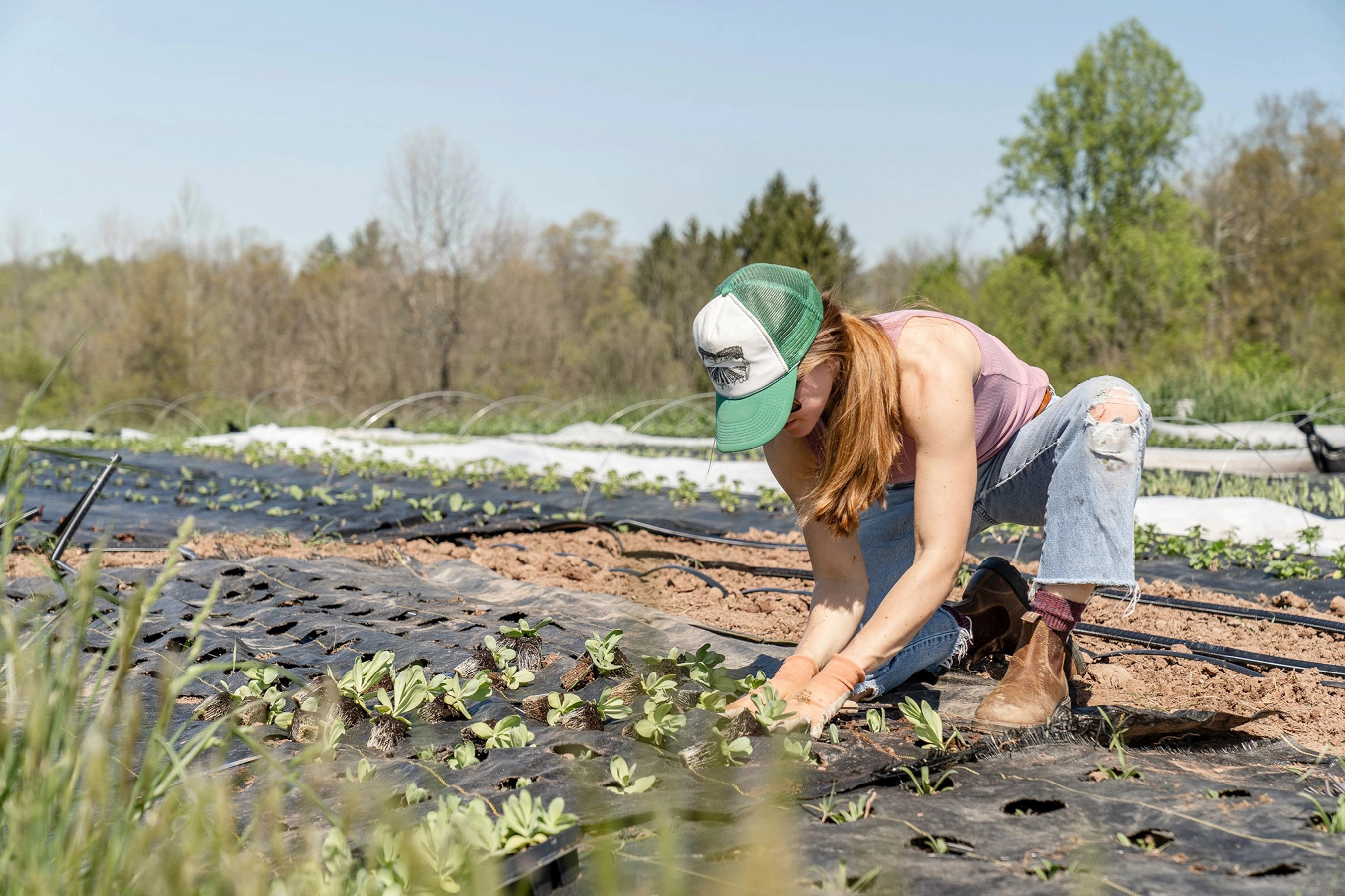 Climate First planting