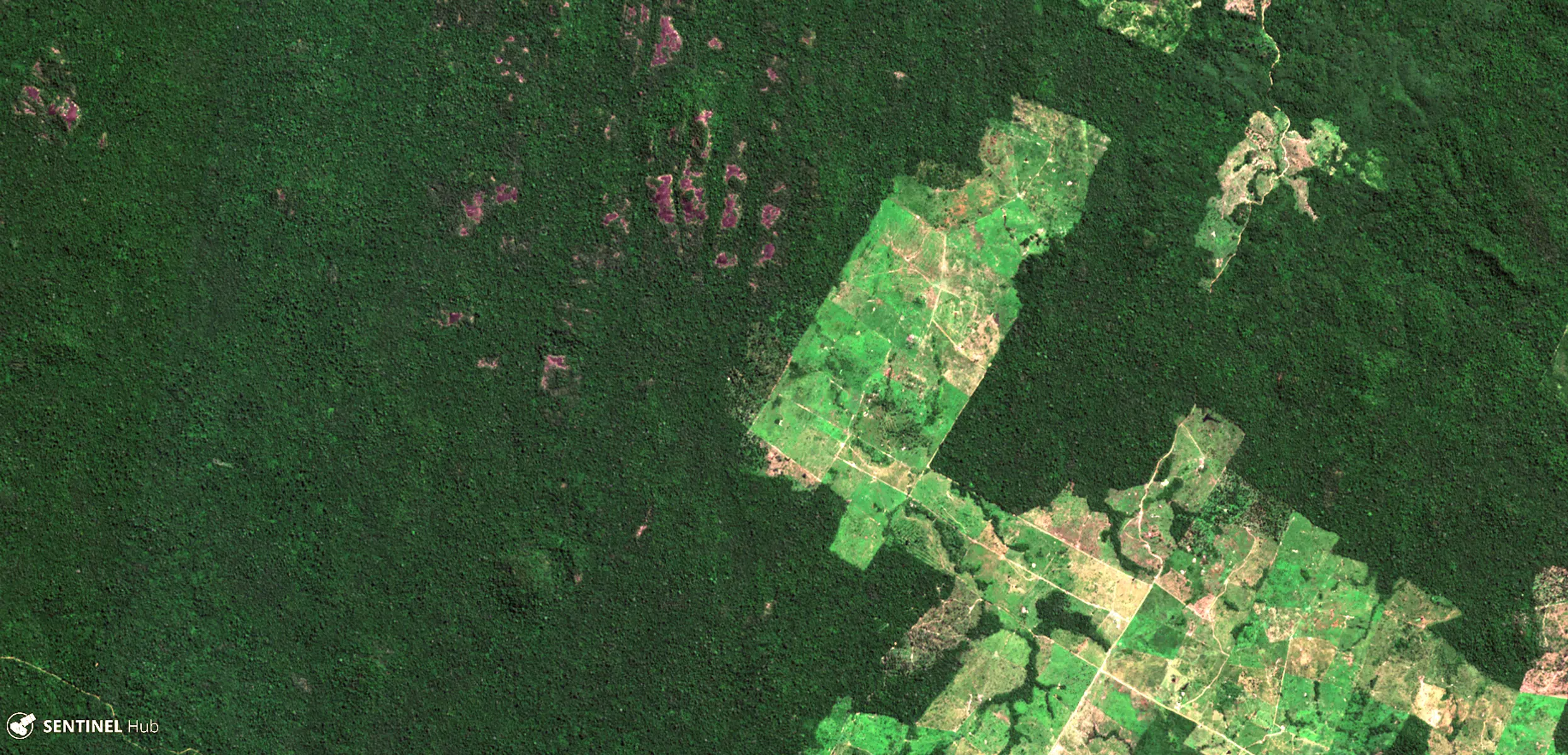 State - Deforestation 300